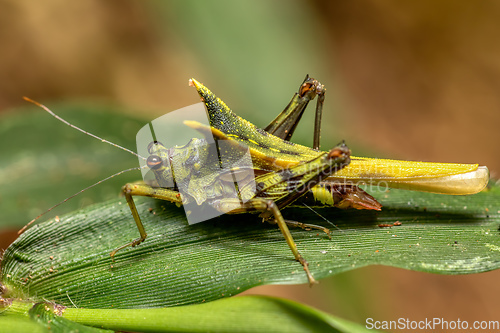 Image of Green Grouse locust, Holocerus taurus, Ranomafana National Park, Madagascar