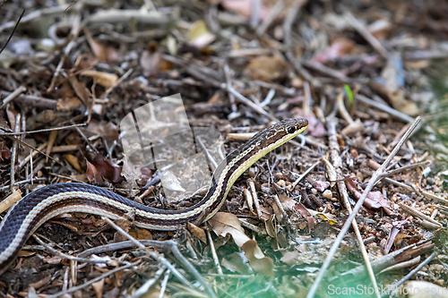 Image of Lateral Water Snake, Thamnosophis Lateralis, Zombitse-Vohibasia National Park, Madagascar