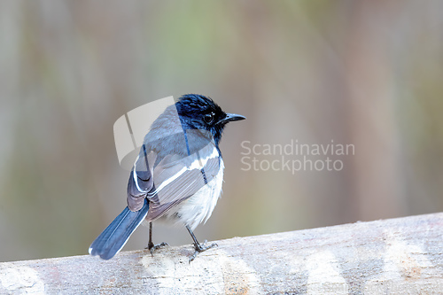 Image of Madagascar Magpie-Robin, Copsychus albospecularis male