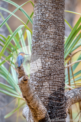 Image of Madagascar Malachite Kingfisher, Corythornis vintsioides vintsioides, Isalo National Park, Madagascar