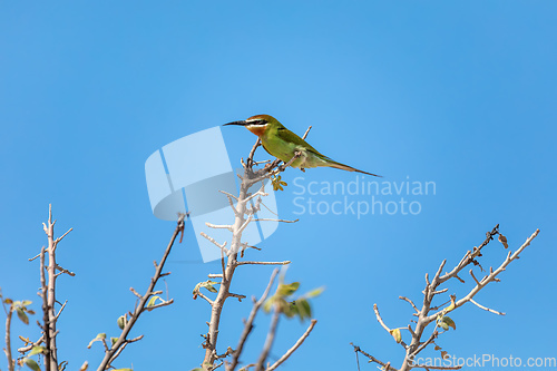 Image of Bird Madagascar bee-eater (Merops superciliosus), Anakao. Madagascar