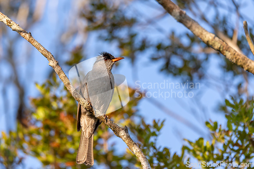 Image of Malagasy Bulbul (Hypsipetes Madagascariensis), Ranomafana National Park