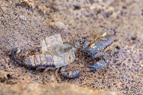 Image of Scorpion Opisthacanthus madagascariensis, Isalo National Park, Madagascar