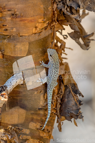 Image of Thicktail day gecko, Phelsuma breviceps, Arboretum d'Antsokay, Madagascar