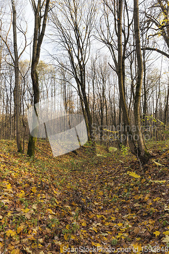 Image of leaf fall in autumn and on maple trees