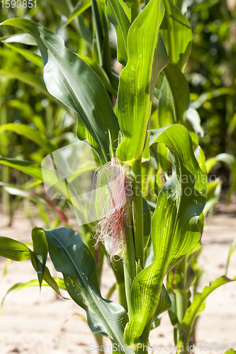 Image of sweet corn is grown