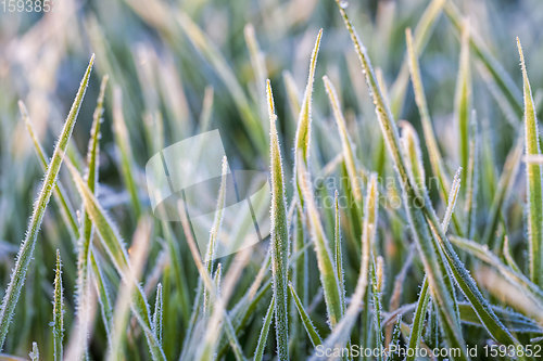 Image of wheat or rye sown for winter