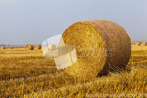 Image of agricultural field with straw stacks