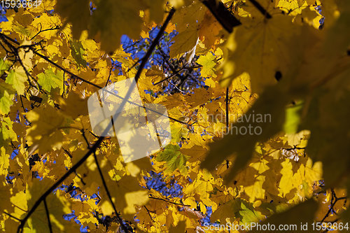 Image of leaf fall in autumn and on maple trees