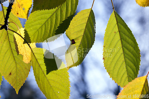 Image of specifics and features of the autumn season