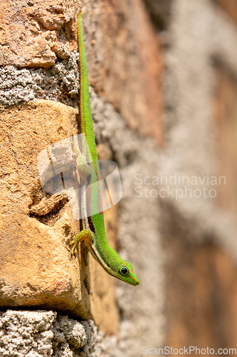 Image of Lined day gecko, Phelsuma lineata, Reserve Peyrieras Madagascar Exotic, Madagascar