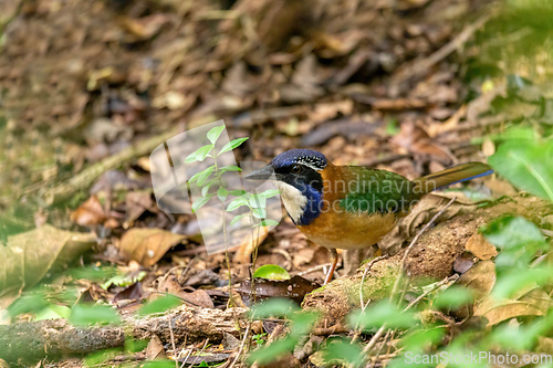 Image of Pitta-Like Ground Roller (Atelornis Pittoides), Ranomafana National Park