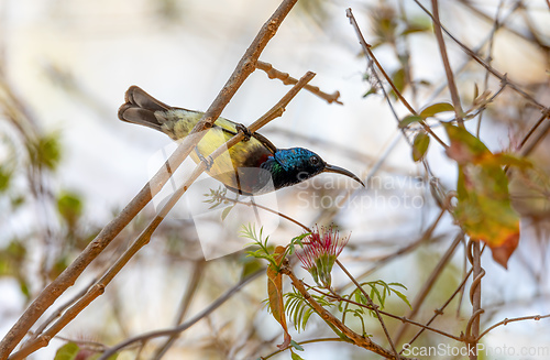 Image of Endemic bird Souimanga Sunbird, Cinnyris Sovimanga, Kirindy Forest, Madagascar