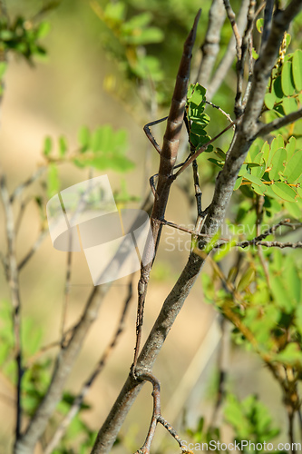 Image of Stick Insect, Achrioptera impennis, Isalo National Park, Madagascar