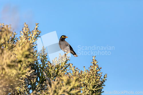 Image of Bird Common myna, Acridotheres tristis, Anakao, Madagascar