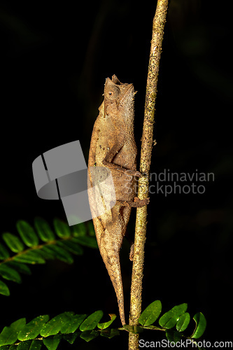 Image of Brown leaf chameleon, Brookesia superciliaris, Andasibe-Mantadia National Park, Madagascar