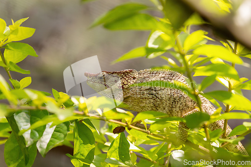 Image of Short-horned chameleon, Calumma brevicorne, Reserve Peyrieras Madagascar Exotic, Madagascar