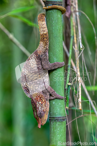 Image of Short-horned chameleon, Calumma brevicorne, Andasibe-Mantadia National Park, Madagascar