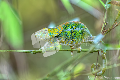 Image of Short-horned chameleon, Calumma brevicorne, Andasibe-Mantadia National Park, Madagascar