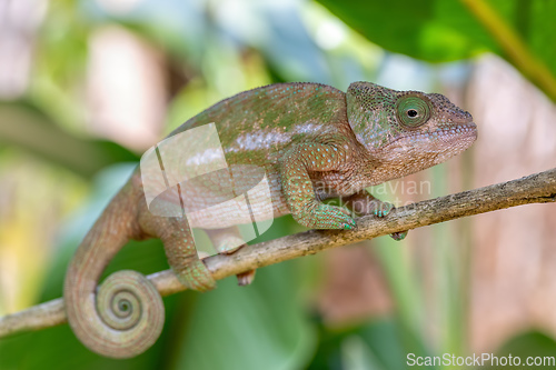 Image of Globe-horned chameleon or flat-casqued chameleon, Calumma globifer, Female, Reserve Peyrieras Madagascar Exotic