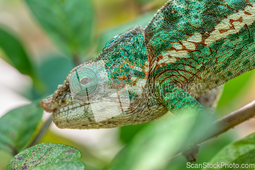 Image of Globe-horned chameleon or flat-casqued chameleon, Calumma globifer, Male, Reserve Peyrieras Madagascar Exotic