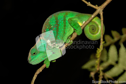 Image of O'Shaughnessy's chameleon, Calumma oshaughnessyi, Ranomafana National Park