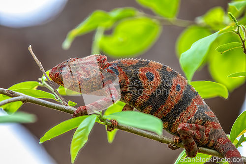 Image of Furcifer nicosiai, Tsingy de Bemaraha, Madagascar wildlife