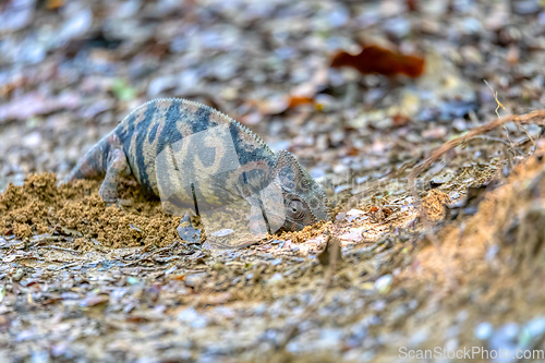 Image of Furcifer nicosiai, Tsingy de Bemaraha, Madagascar wildlife