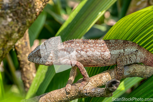 Image of Oustalet's chameleon, Furcifer oustaleti, Reserve Peyrieras Madagascar Exotic, Madagascar