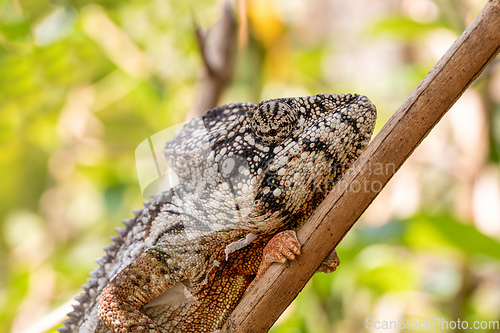 Image of Oustalet's chameleon, Furcifer oustaleti, Reserve Peyrieras Madagascar Exotic, Madagascar