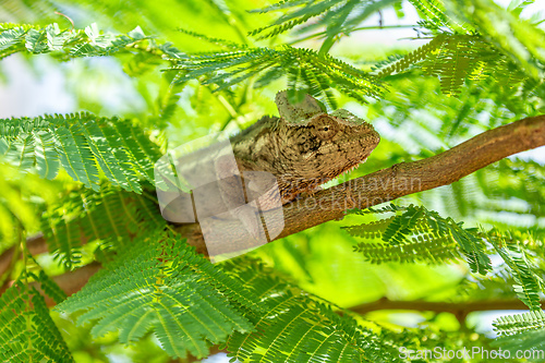 Image of Oustalet's chameleon, Furcifer oustaleti, Andasibe-Mantadia National Park, Madagascar