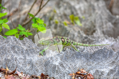 Image of Oustalet's chameleon, Furcifer oustaleti female, Tsingy de Bemaraha, Madagascar