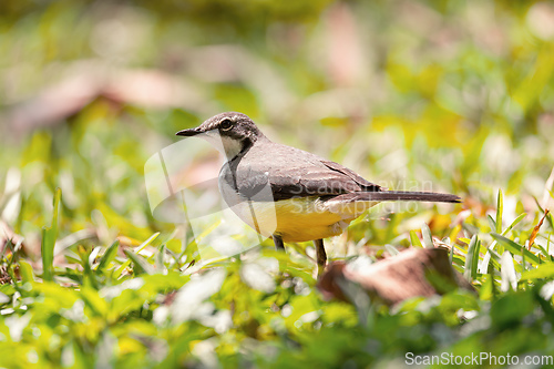 Image of Madagascar Wagtail (Motacilla Flaviventris), Reserve Peyrieras Madagascar Exotic