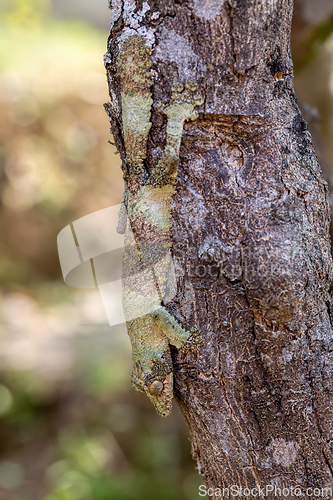 Image of Mossy leaf-tailed gecko, Uroplatus sikorae, Reserve Peyrieras Madagascar Exotic