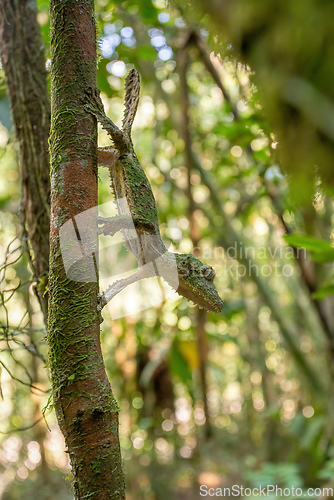 Image of Mossy leaf-tailed gecko, Uroplatus sikorae, Ranomafana National