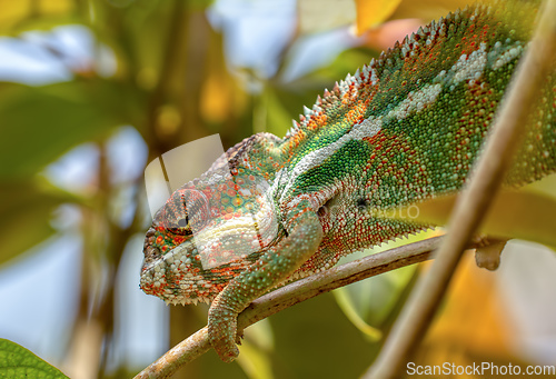 Image of Panther chameleon, Furcifer pardalis, Reserve Peyrieras Madagascar Exotic, Madagascar