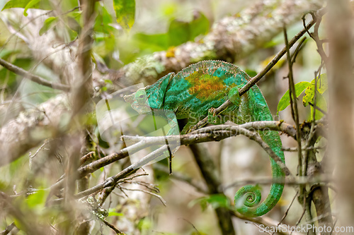 Image of Parson's chameleon, Calumma parsoni cristifer, Andasibe-Mantadia National Park, Madagascar