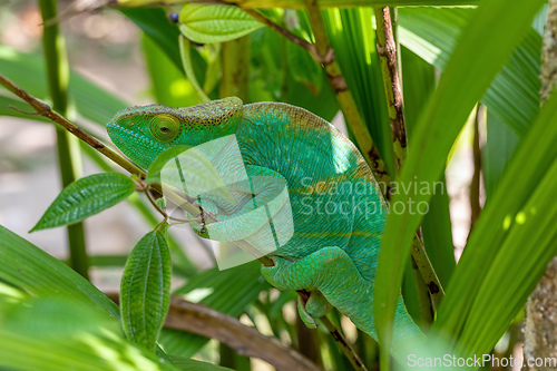 Image of Parson's chameleon, Calumma parsonii, Peyrieras Madagascar Exotic, Madagascar