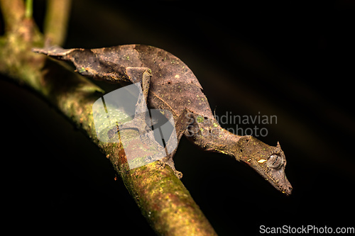 Image of Satanic leaf-tailed gecko, Uroplatus phantasticus, Ranomafana National Park, Madagascar