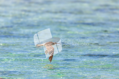 Image of Bird Eurasian common whimbrel, Numenius phaeopus, Nosy Ve, Madagascar