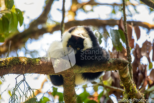 Image of Black-and-white ruffed lemur, Varecia variegata subcincta, Madagascar wildlife animal