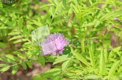 Image of Lilac cornflower
