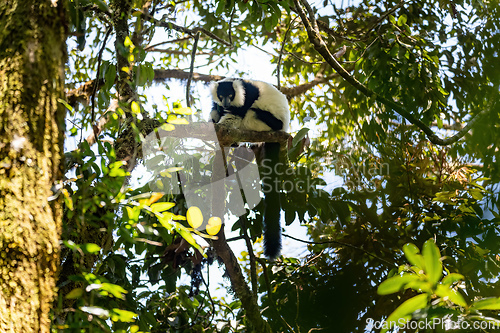 Image of Black-and-white ruffed lemur, Varecia variegata subcincta, Madagascar wildlife animal