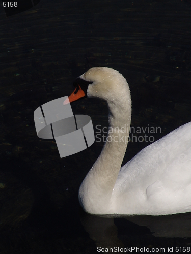 Image of Swan