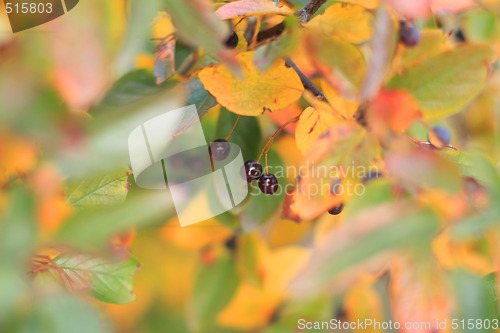 Image of Cotoneaster berries