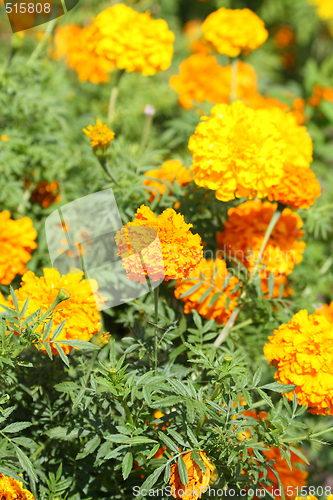 Image of Yellow tagetes