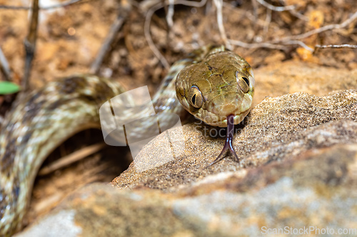 Image of Cat-eyed Snake, Madagascarophis colubrinus, Miandrivazo Madagascar