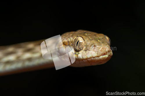 Image of Cat-eyed Snake, Madagascarophis colubrinus, Miandrivazo Madagascar