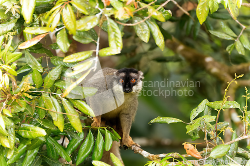 Image of Common brown lemur, Eulemur fulvus, Madagascar wildlife animal