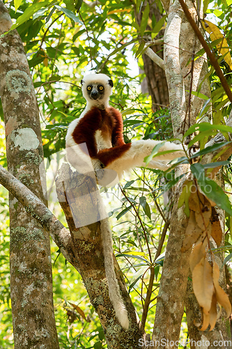 Image of Coquerel's sifaka lemur, Propithecus coquereli, Madagascar wildl